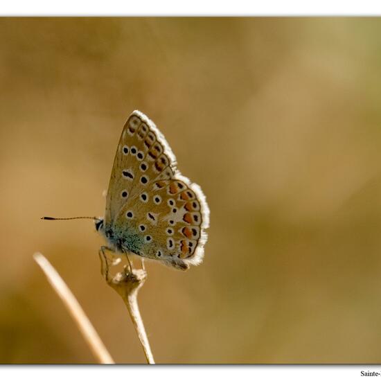 Polyommatus icarus: Animal in habitat Rock areas in the NatureSpots App