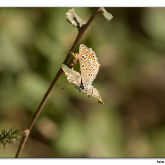 Polyommatus icarus: Animal in habitat Rock areas in the NatureSpots App