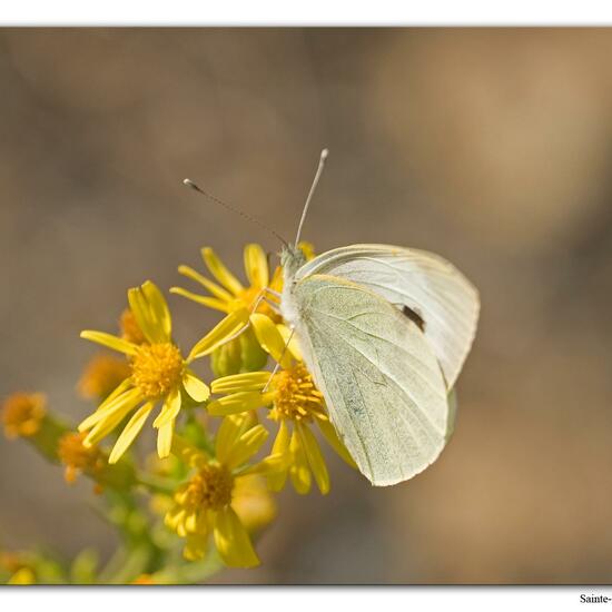 Pieris brassicae: Animal in habitat Rock areas in the NatureSpots App