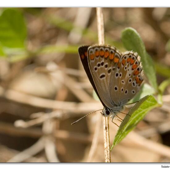 Aricia agestis: Animal in habitat Rock areas in the NatureSpots App