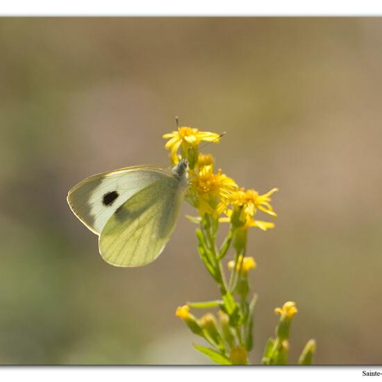 Pieris brassicae: Animal in habitat Rock areas in the NatureSpots App