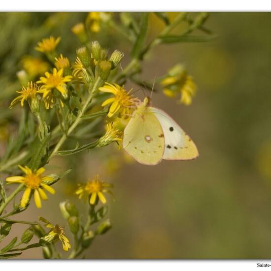 Colias croceus: Animal in habitat Rock areas in the NatureSpots App