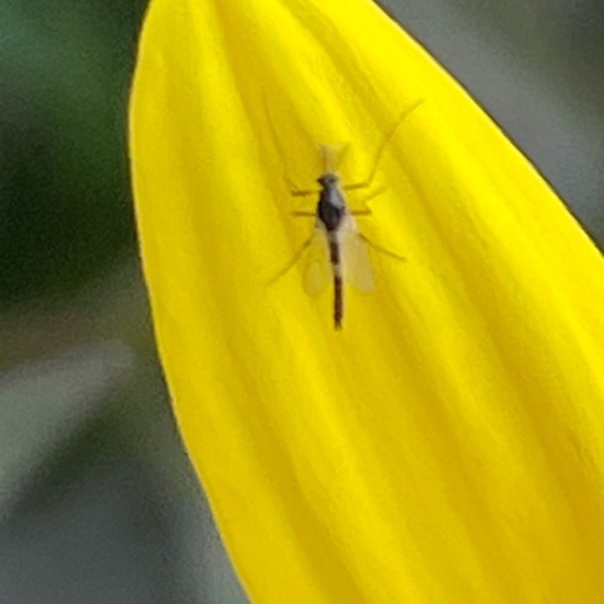 Zuckmücken: Tier im Habitat Garten in der NatureSpots App