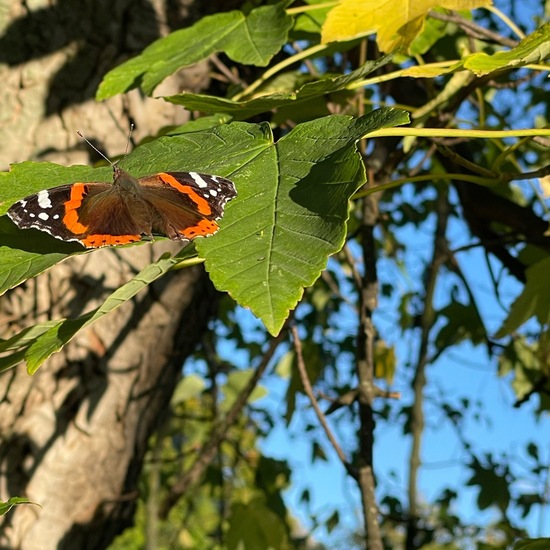 Vanessa atalanta: Animal in habitat Park in the NatureSpots App