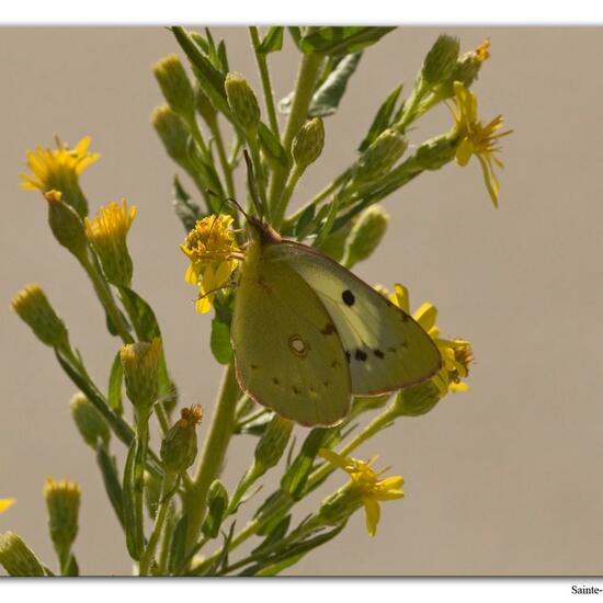 Colias croceus: Animal in habitat Rock areas in the NatureSpots App