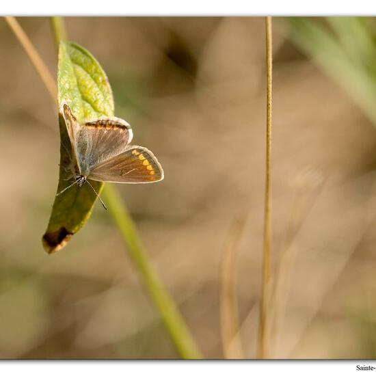 Polyommatus icarus: Animal in habitat Rock areas in the NatureSpots App