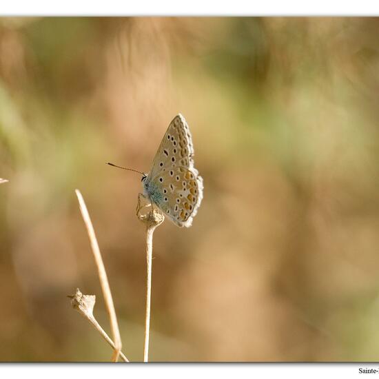 Polyommatus icarus: Animal in habitat Rock areas in the NatureSpots App