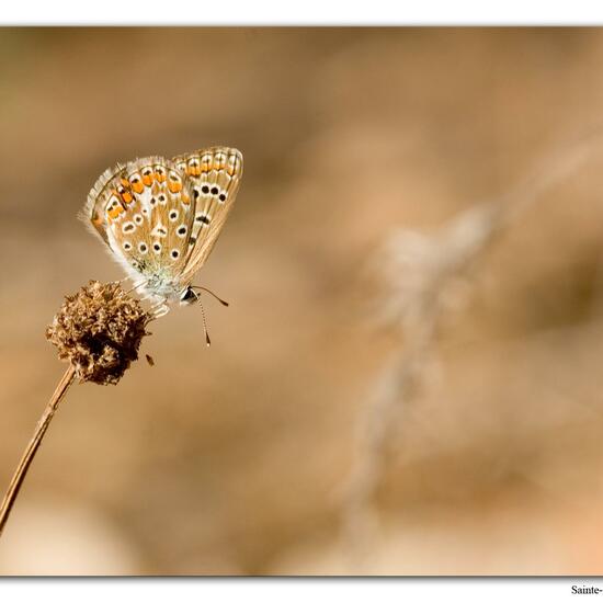 Polyommatus icarus: Animal in habitat Rock areas in the NatureSpots App