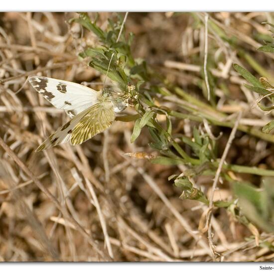 Pontia daplidice: Animal in habitat Rock areas in the NatureSpots App