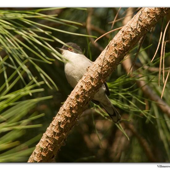 Sardinian Warbler: Animal in habitat City or Urban habitat in the NatureSpots App