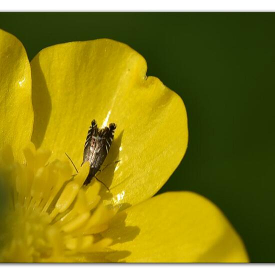 Glyphipterix simpliciella: Tier im Habitat Naturnahe Wiese in der NatureSpots App