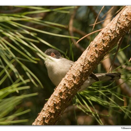 Sardinian Warbler: Animal in habitat City or Urban habitat in the NatureSpots App