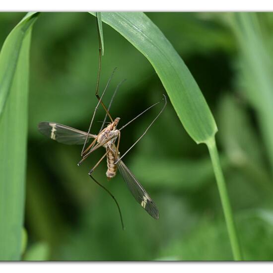 Tipula fascipennis: Tier im Habitat Grasland und Büsche in der NatureSpots App