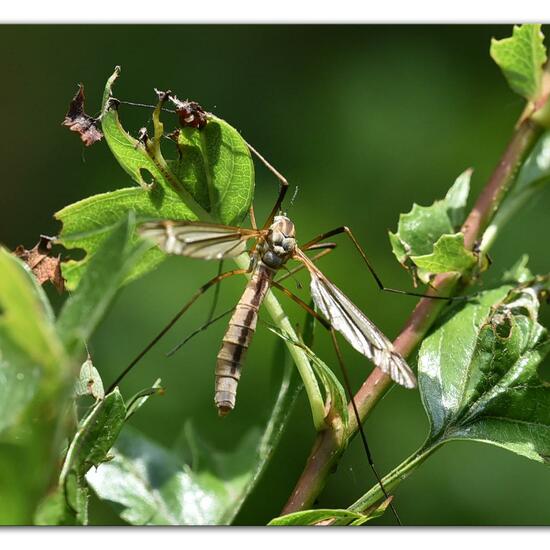 Tipula vernalis: Tier im Habitat Grasland und Büsche in der NatureSpots App