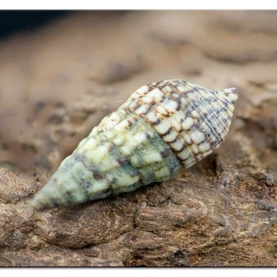 Gemeine Nadelschnecke: Tier im Habitat Felsküste in der NatureSpots App