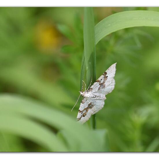 Silver-ground Carpet: Animal in habitat Natural Meadow in the NatureSpots App