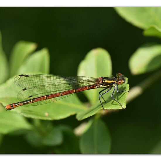 Large Red Damselfly: Animal in habitat Natural Meadow in the NatureSpots App