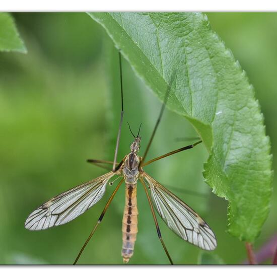 Tipula vernalis: Tier im Habitat Grasland und Büsche in der NatureSpots App