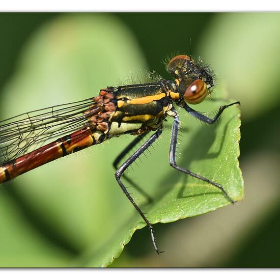 Large Red Damselfly: Animal in habitat Natural Meadow in the NatureSpots App