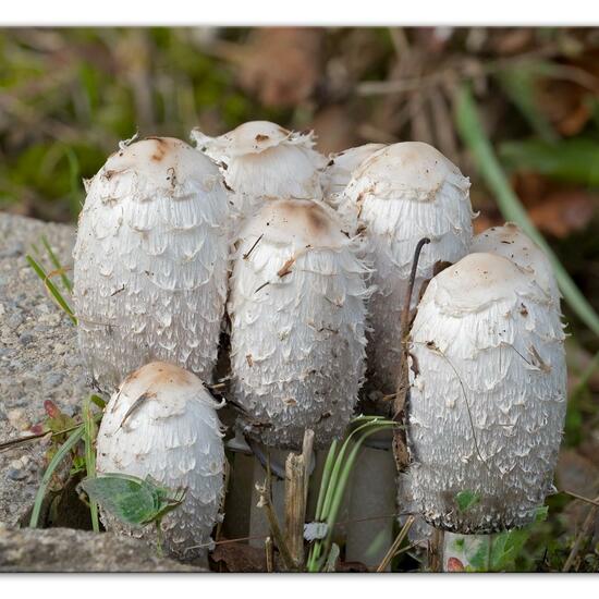 Coprinus comatus: Mushroom in habitat Road or Transportation in the NatureSpots App