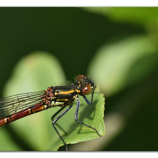 Large Red Damselfly: Animal in habitat Natural Meadow in the NatureSpots App