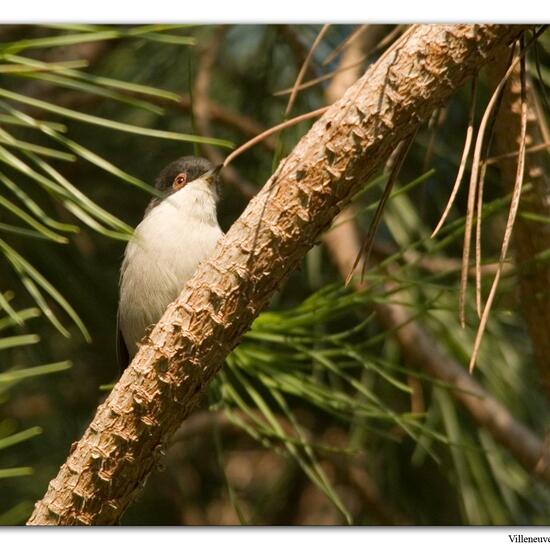 Sardinian Warbler: Animal in nature in the NatureSpots App