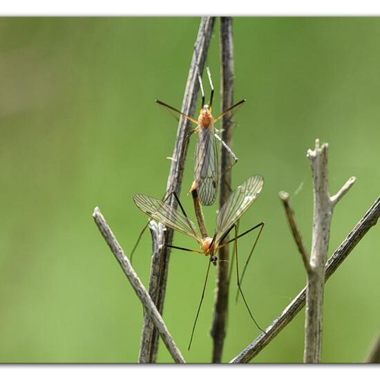 Euphylidorea dispar: Tier im Habitat Grasland und Büsche in der NatureSpots App