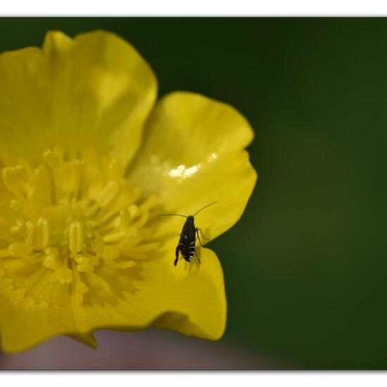 Glyphipterix simpliciella: Tier im Habitat Naturnahe Wiese in der NatureSpots App