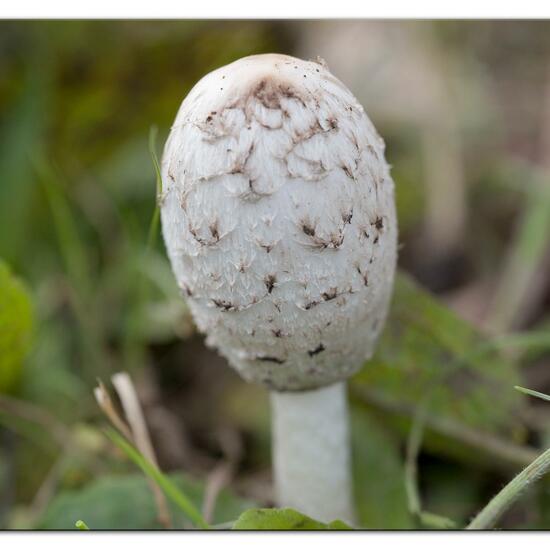 Schopf-Tintling: Pilz im Habitat Strasse/Verkehr in der NatureSpots App