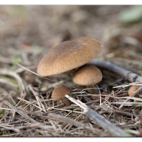 Tränender Saumpilz: Pilz im Habitat Wald in der NatureSpots App