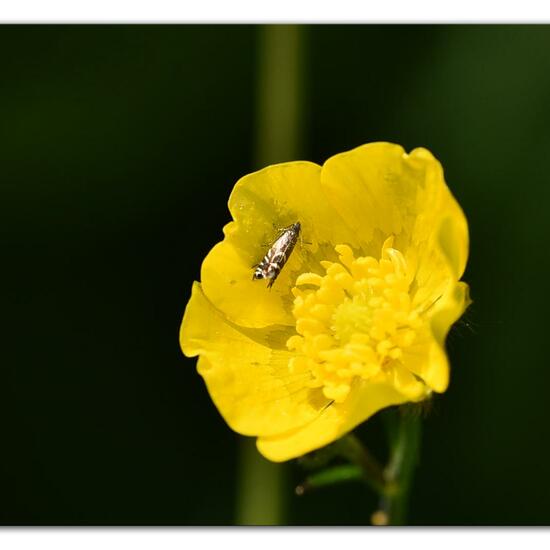 Glyphipterix simpliciella: Animal in habitat Natural Meadow in the NatureSpots App