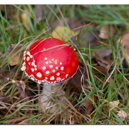 Fliegenpilz: Pilz im Habitat Grasland und Büsche in der NatureSpots App