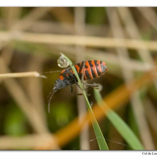 Spilostethus saxatilis: Animal in habitat Rock areas in the NatureSpots App