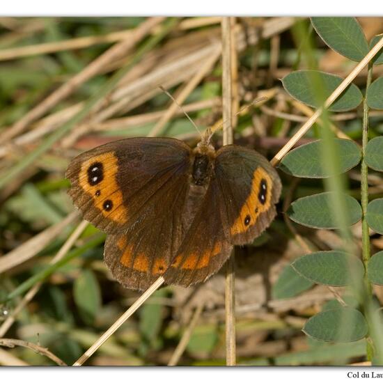 Erebia neoridas: Tier im Habitat Felsgebiet in der NatureSpots App