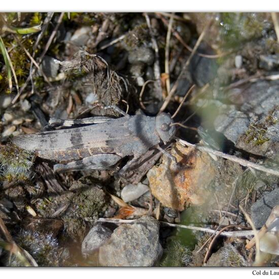 Blauflügelige Ödlandschrecke: Tier im Habitat Felsgebiet in der NatureSpots App