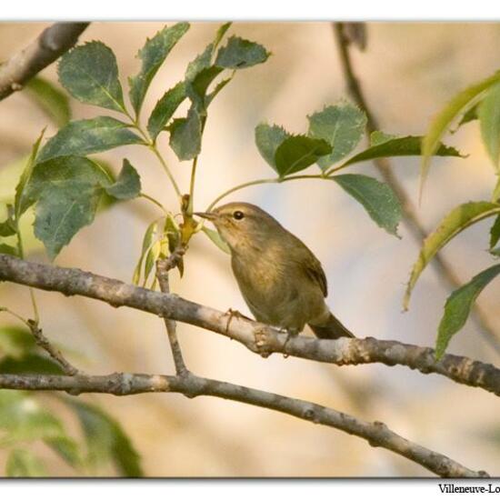 Zilpzalp: Tier in der Natur in der NatureSpots App