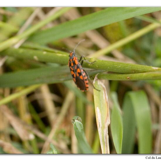 Spilostethus saxatilis: Animal in habitat Rock areas in the NatureSpots App