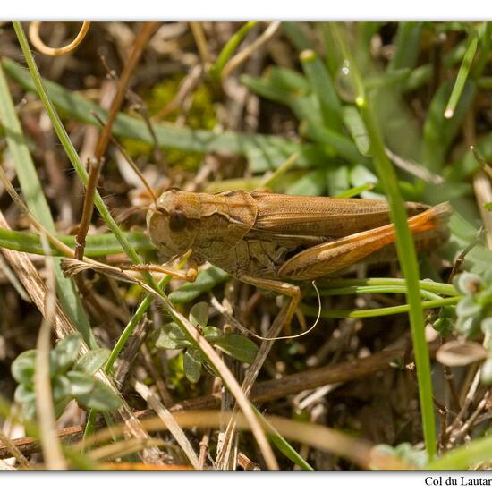 Gebirgsgrashüpfer: Tier im Habitat Felsgebiet in der NatureSpots App