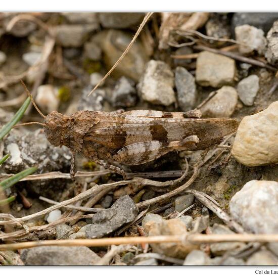 Oedipoda caerulescens: Animal in habitat Rock areas in the NatureSpots App