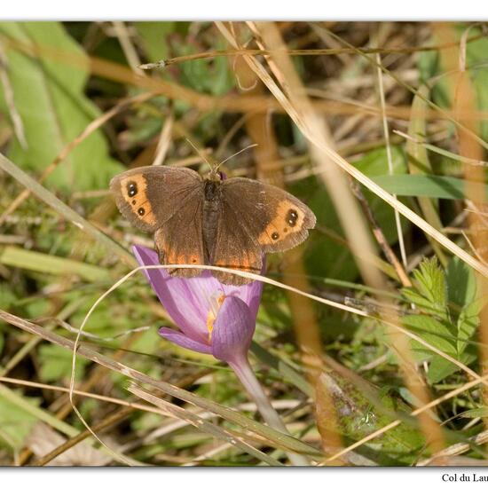 Autumn Ringlet: Animal in habitat Rock areas in the NatureSpots App