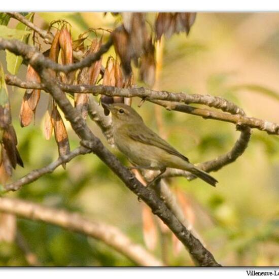 Common Chiffchaff: Animal in nature in the NatureSpots App