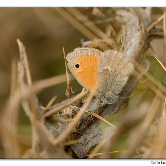 Small Heath: Animal in habitat Rock areas in the NatureSpots App