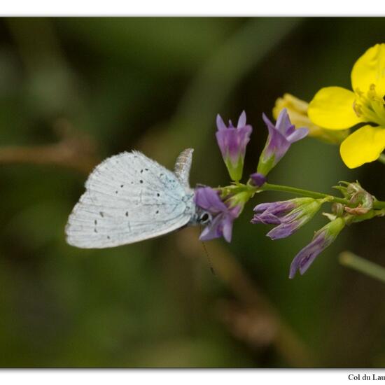 Holly Blue: Animal in habitat Rock areas in the NatureSpots App