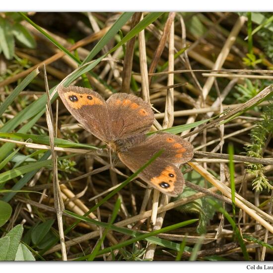 Erebia neoridas: Tier im Habitat Felsgebiet in der NatureSpots App