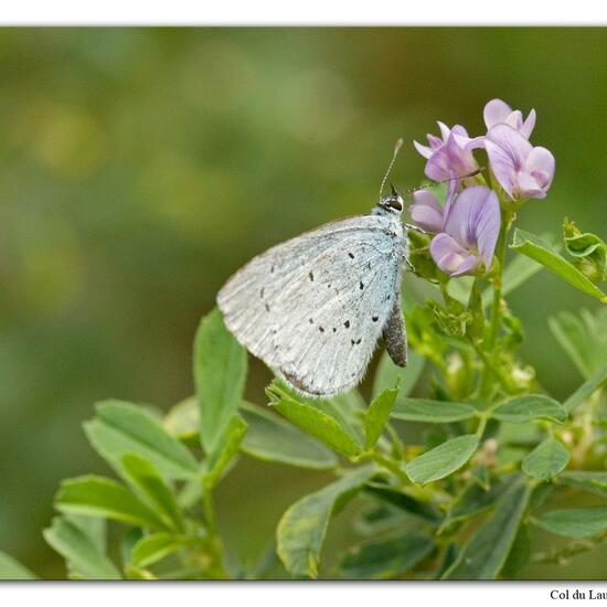 Holly Blue: Animal in habitat Rock areas in the NatureSpots App