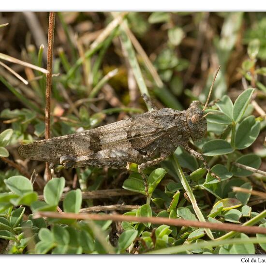 Oedipoda caerulescens: Animal in habitat Rock areas in the NatureSpots App