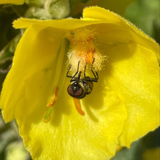 Stomorhina lunata: Tier im Habitat Garten in der NatureSpots App