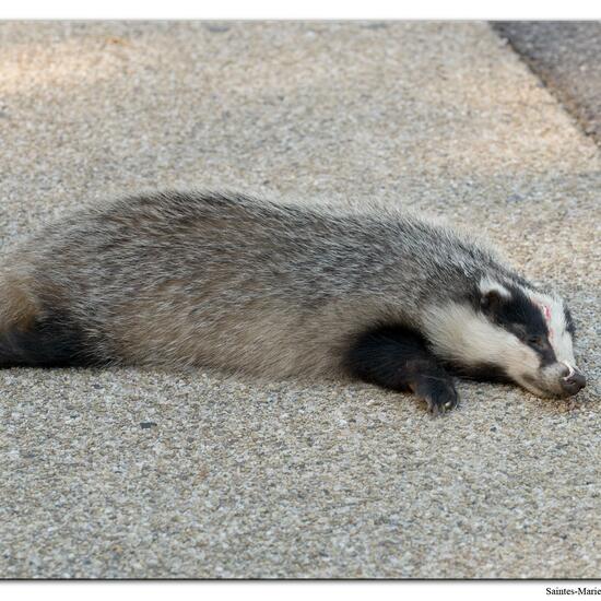 European badger: Animal in habitat Road or Transportation in the NatureSpots App