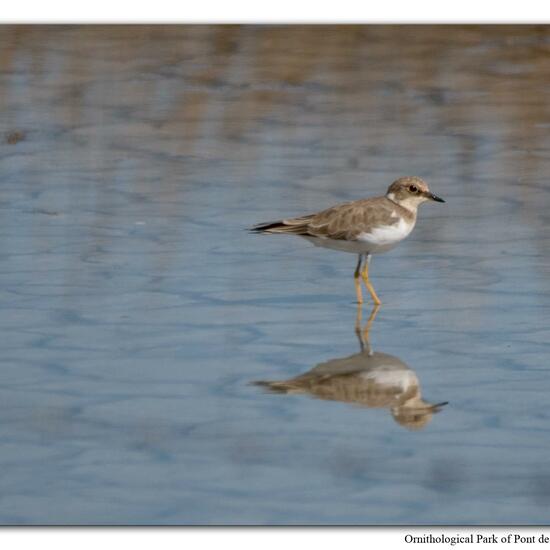 Little Ringed Plover: Animal in nature in the NatureSpots App