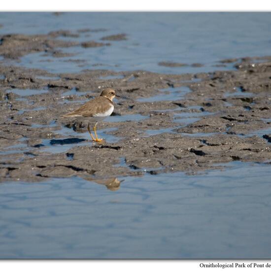 Little Ringed Plover: Animal in nature in the NatureSpots App